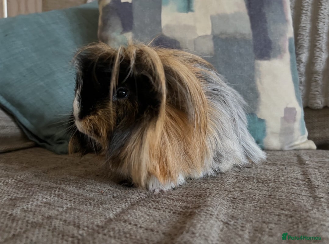 Guinea Pig rodents for sale: Two gorgeous bonded boys - Image 4