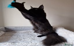 Maine Coon cats for sale: 🎀Females- MAINE COON🎀 - Advert 19