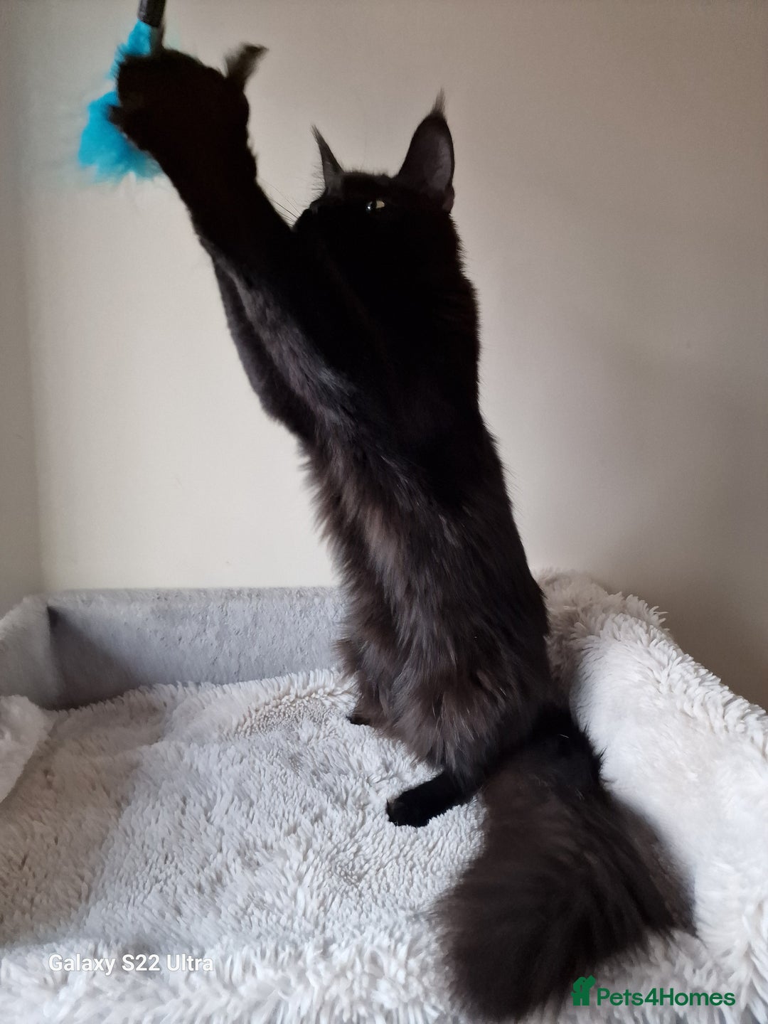 Maine Coon cats for sale: 🎀Females- MAINE COON🎀 - Advert 19