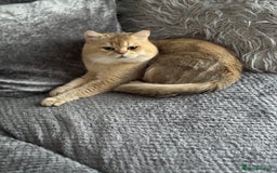 British Shorthair cats for stud: purebred scottish chinchilla straight for stud in London - Image 5