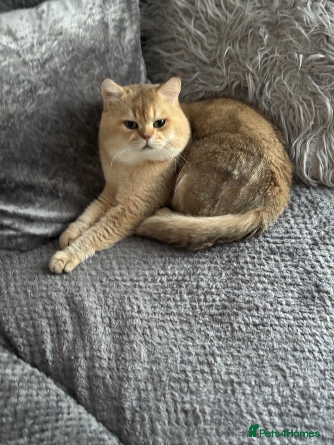 British Shorthair cats for stud: purebred scottish chinchilla straight for stud in London - Image 5