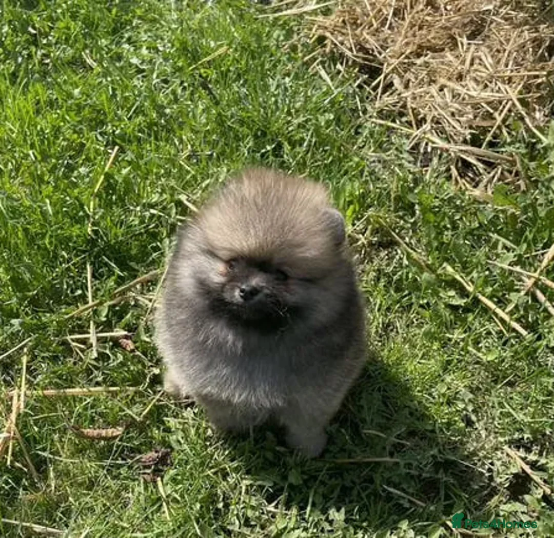 Alaska rabbits for sale: The Pomeranian https://tr.ee/vfh74k - Advert 2