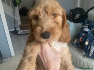 Labradoodle dogs - Advert 1