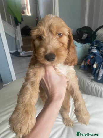 Labradoodle dogs - Advert 1