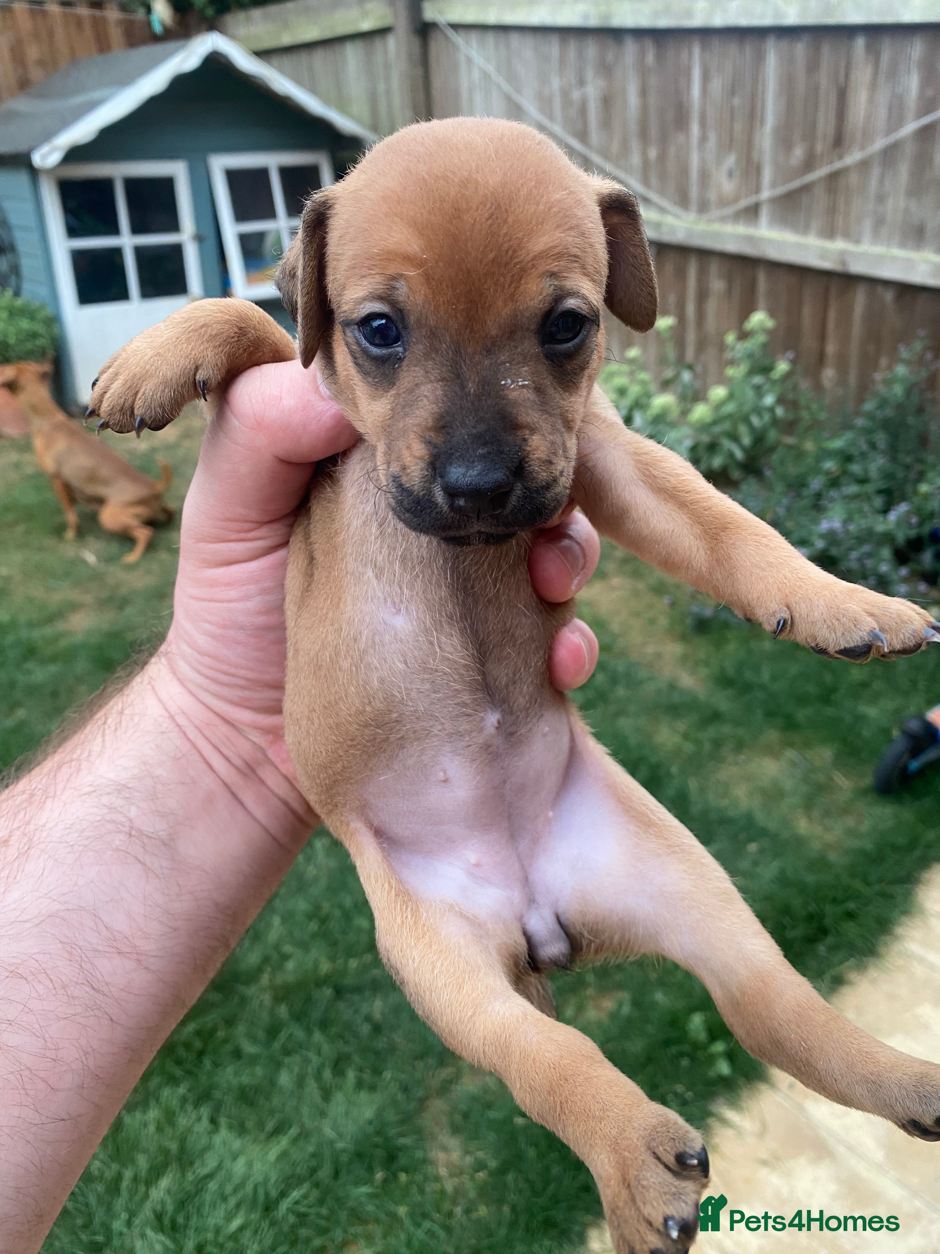 Mixed Breed dogs Patterdale x Plummer terrier pups - Advert 2