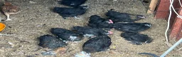 Chickens poultry for sale: Feeds, hatching eggs , chicks , growers and layers - Advert 6