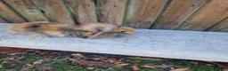Mini Lop rabbits for sale: 4 x Mini Lion Lop 2 born June 2 born July  - Advert 2