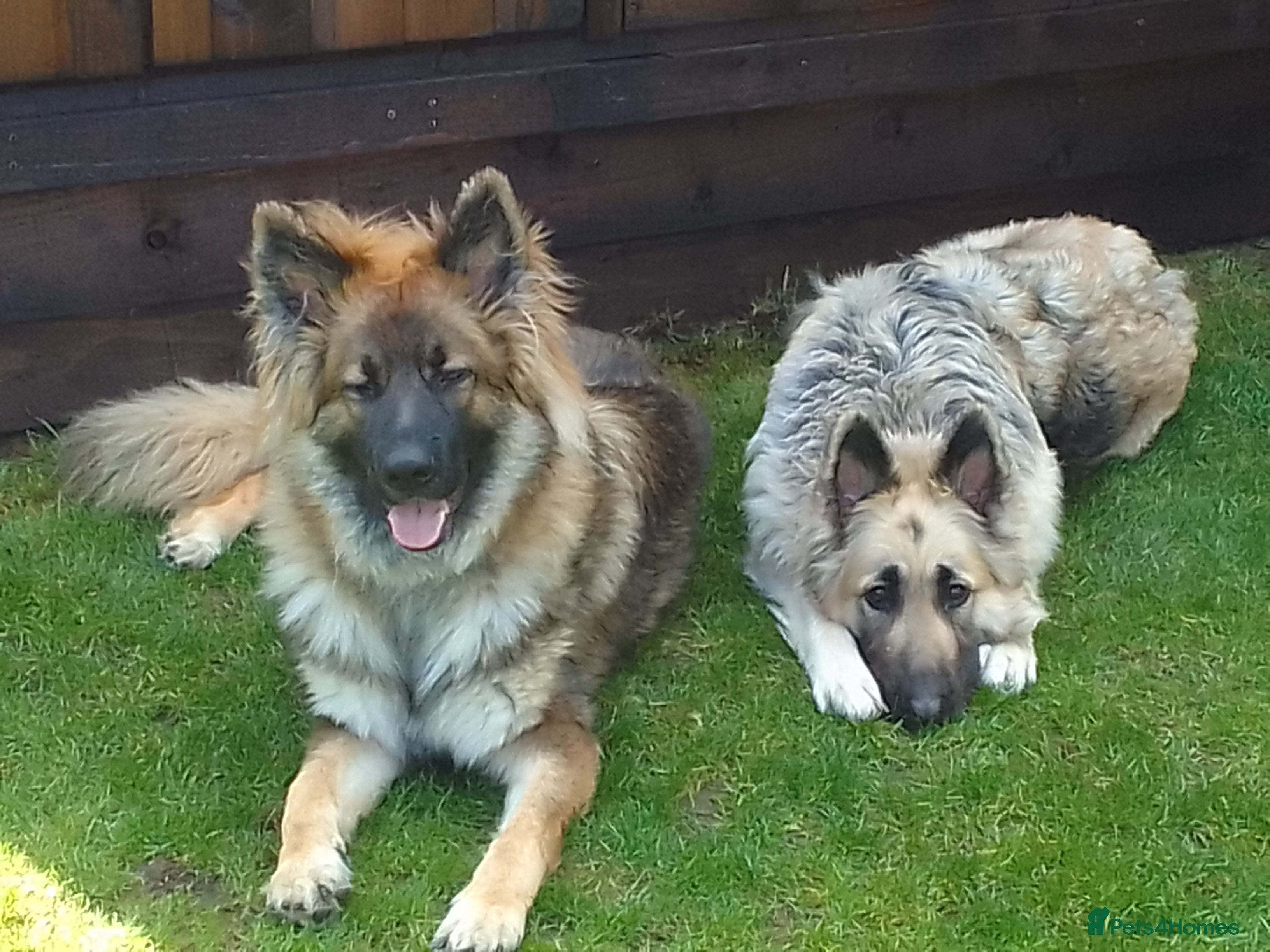 German Shepherd dogs For Stud only  - Advert 7
