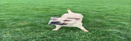 Mixed Breed dogs for sale: Female Mix Breed Mastiff  - Advert 4