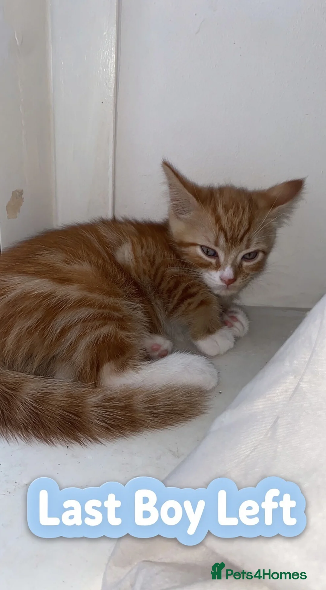 Mixed Breed cats for sale: 9 beautiful kittens - Advert 2