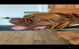 Dogue De Bordeaux dogs for stud: Dogue de Bordeaux for stud - Image 7