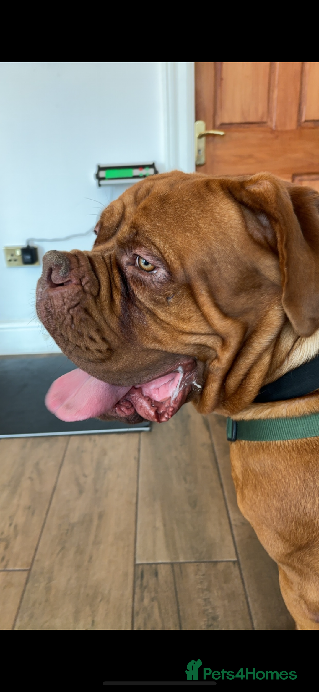 Dogue De Bordeaux dogs for stud: Dogue de Bordeaux for stud - Image 7