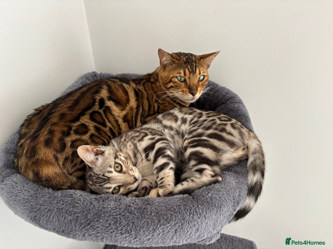 Bengal cats for sale: Stunning TICA registered bengal kittens  in Huntly - Image 3