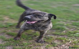 Mixed Breed dogs for adoption: 💖🐶 DANA 🐶💖 - Image 10