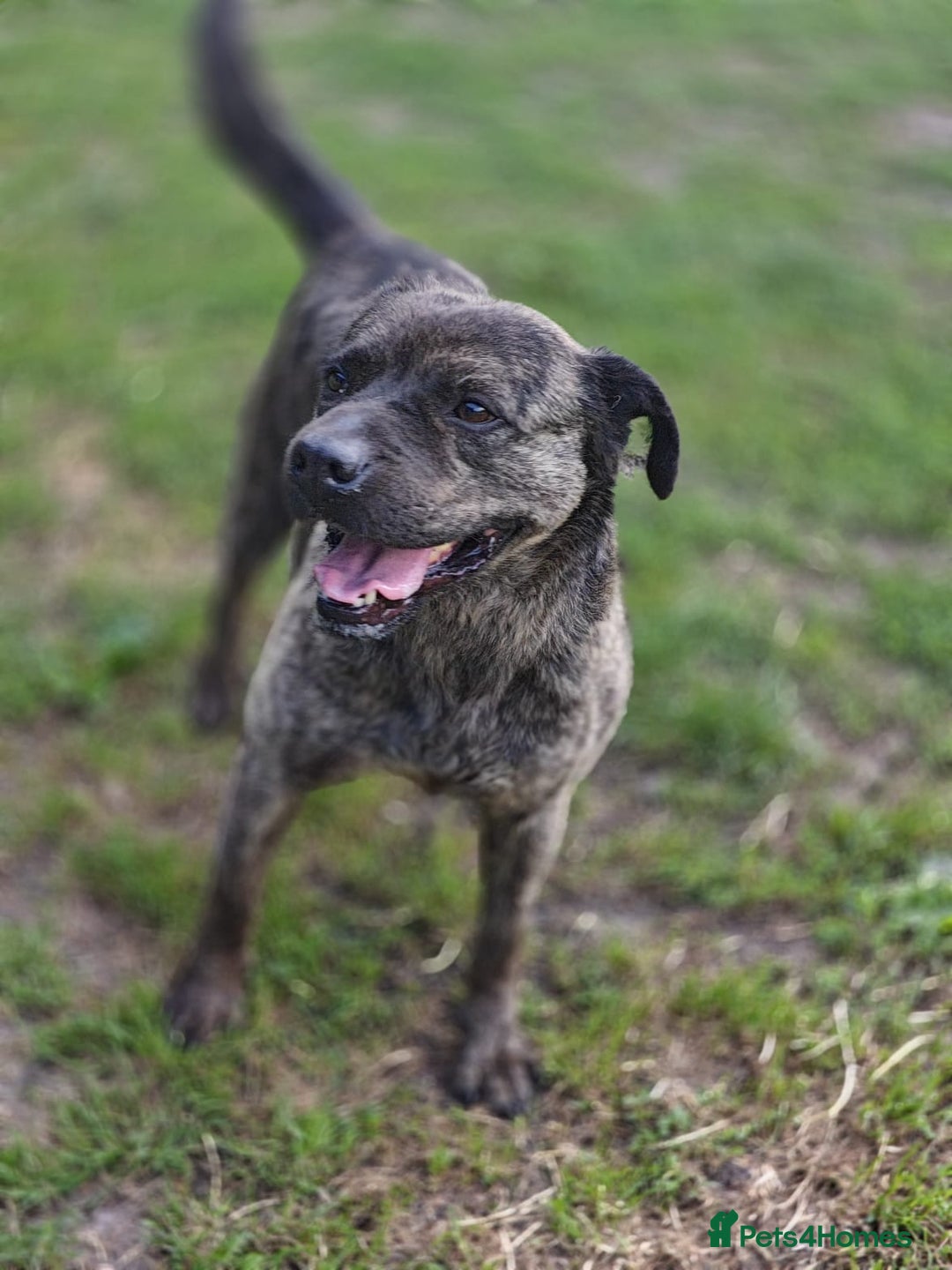 Mixed Breed dogs for adoption: 💖🐶 DANA 🐶💖 - Image 10