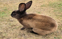 Chinchilla rabbits for sale: No more; it's finished  in Luton - Image 3