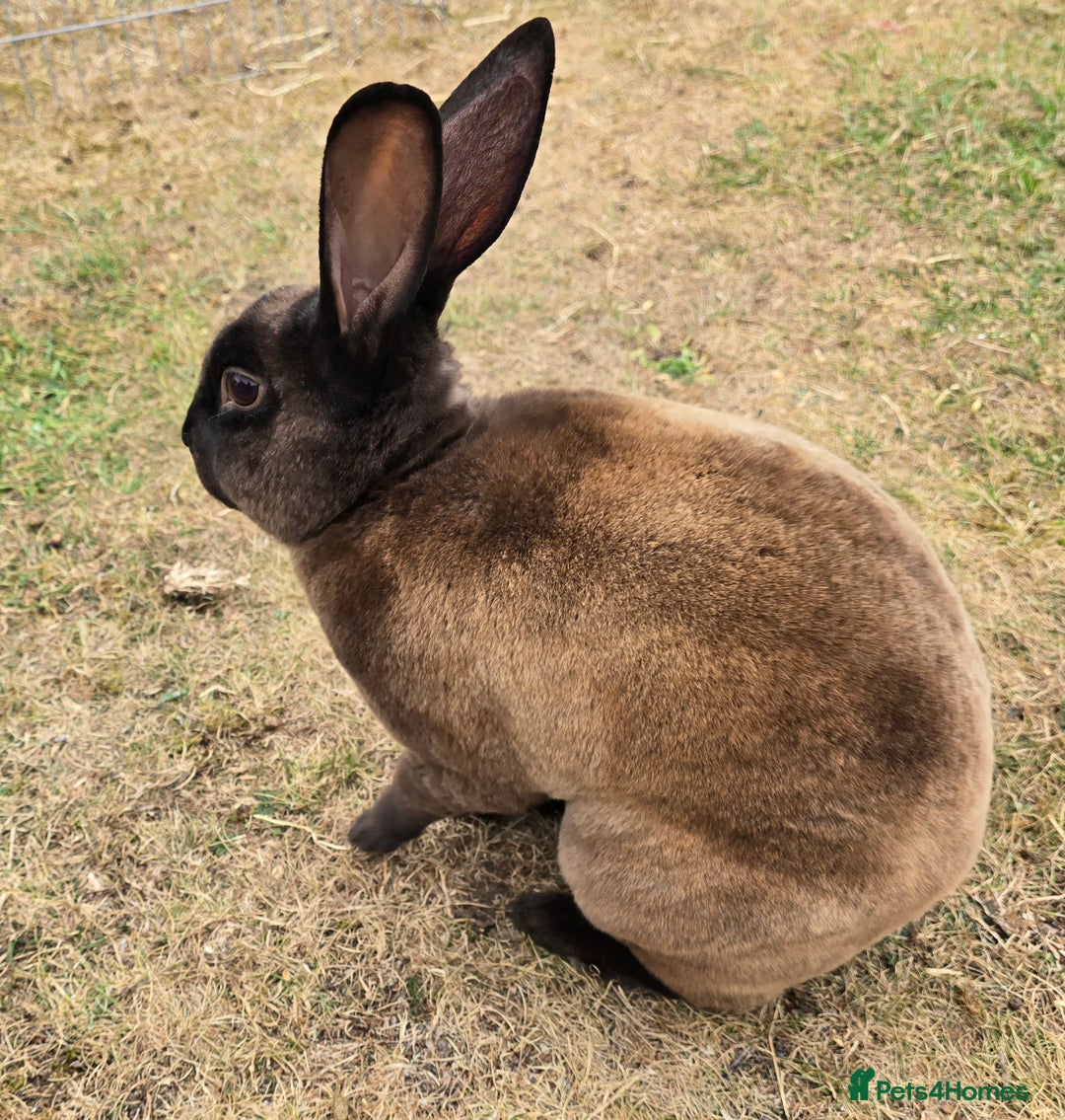 Chinchilla rabbits for sale: No more; it's finished  in Luton - Image 3