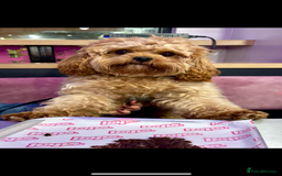 Cavapoo dogs for stud: 3 year old Cavapoo available for stud - Image 4