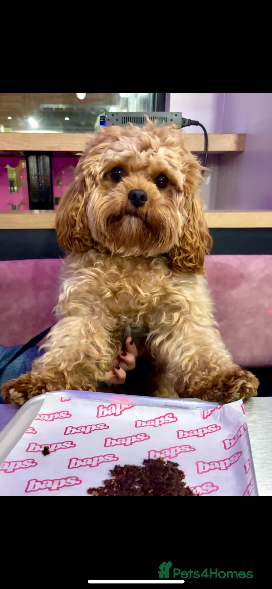 Cavapoo dogs for stud: 3 year old Cavapoo available for stud - Image 4