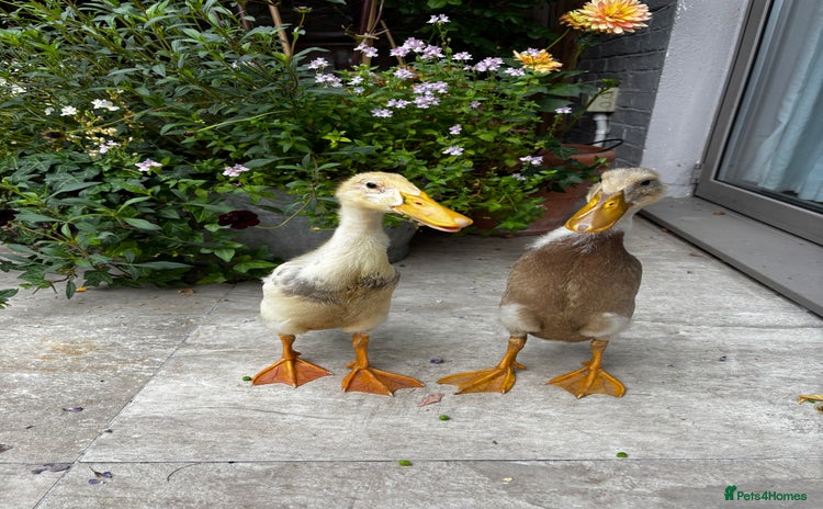Ducks poultry - Advert 3