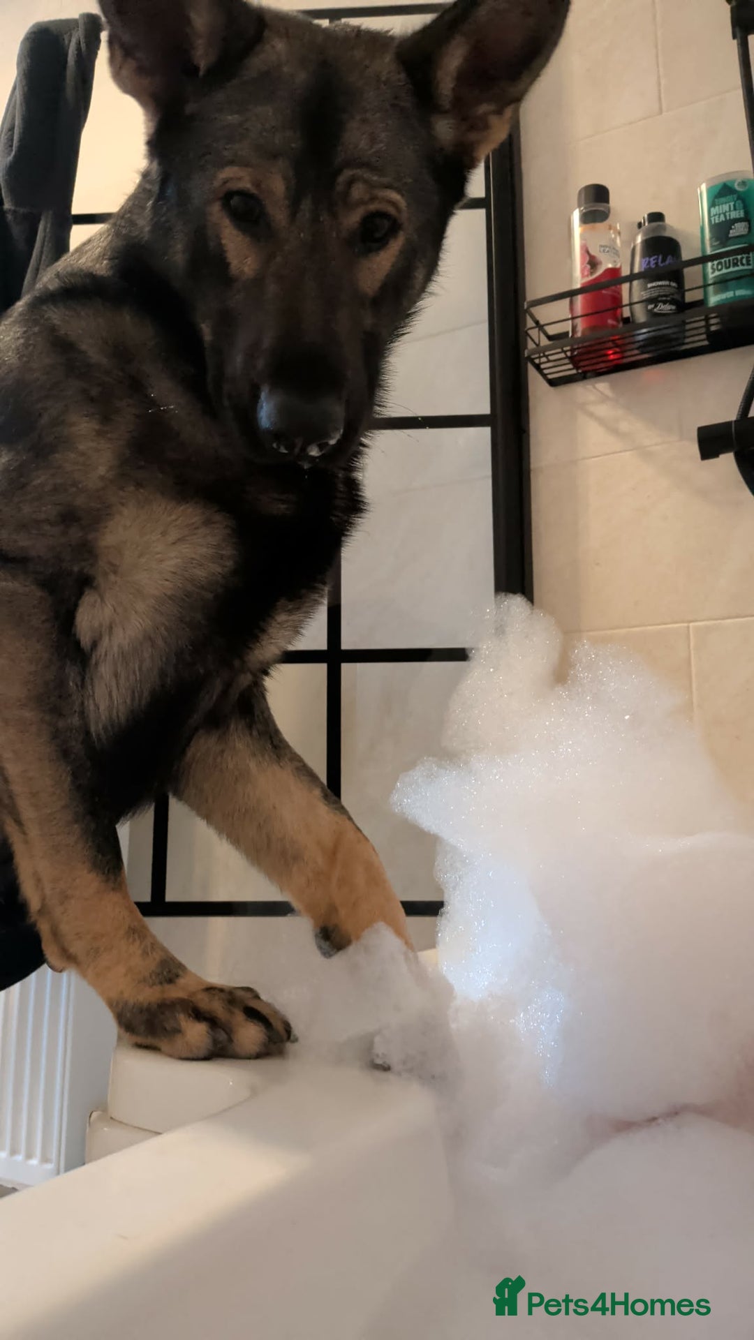 German Shepherd dogs for sale: 17 month GSD male (intact) - Advert 8