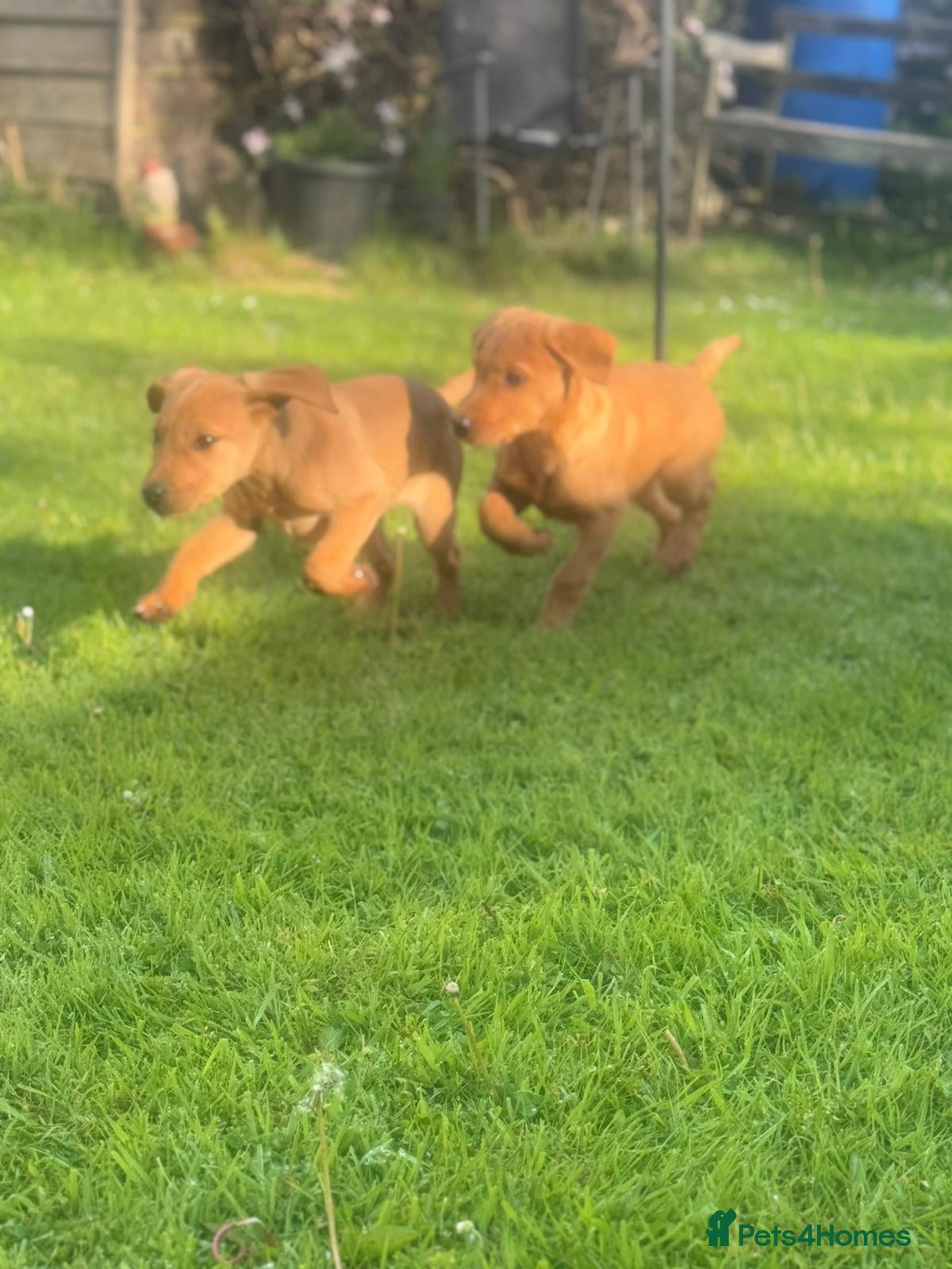 Labrador Retriever dogs KC registered Labours Fully vaccinated  - Advert 8