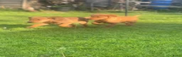 Labrador Retriever dogs for sale: KC registered Labours Fully vaccinated  - Advert 7
