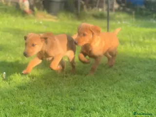 Labrador Retriever dogs KC registered Labours Fully vaccinated - Advert 9