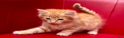 Mixed Breed cats for sale: Big Litter Big Love ❤️  - Advert 15
