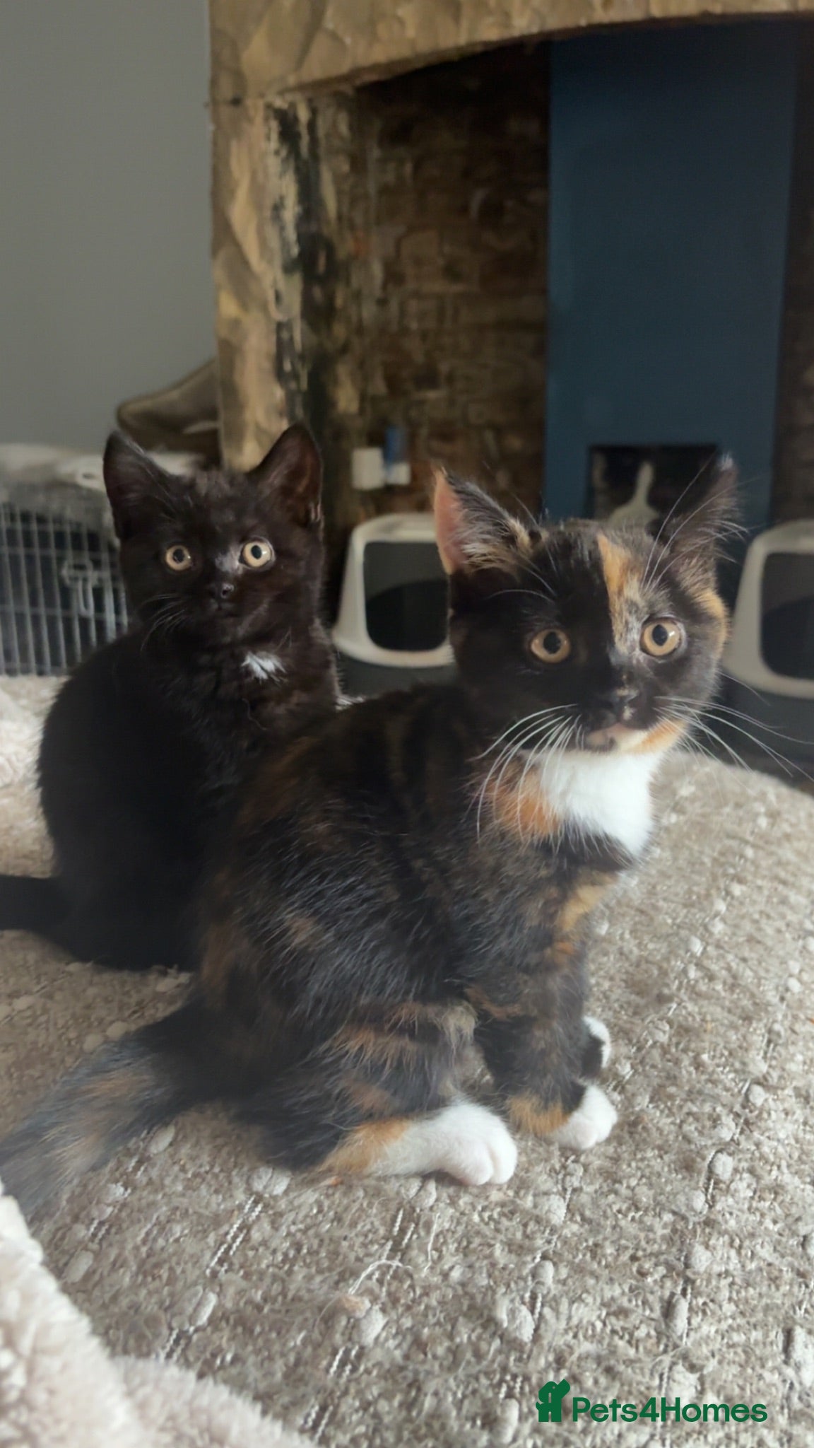 British Shorthair cats READY TO GO - BSH x Scottish Straight Kittens - Advert 2