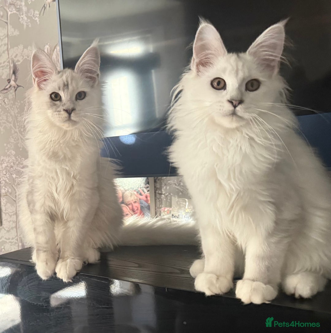 Maine Coon cats for sale: TICA Reg Blue Silver Shaded MaineCoon Kittens  - Advert 14