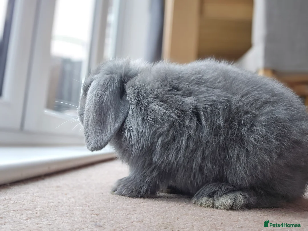 Mini Lop rabbits for sale: Mini lops  - Advert 7