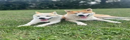 Japanese Akita Inu dogs for stud: KC Registered Proven Red Akita Inu Stud  - Advert 5