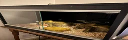 Corn Snake reptiles for sale: Friendly corn snake in Rye - Advert 13