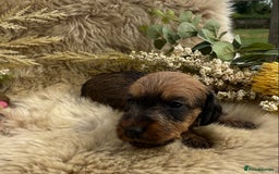 Miniature Dachshund dogs for sale: Stunning miniature wire haired dachshunds  - Image 10