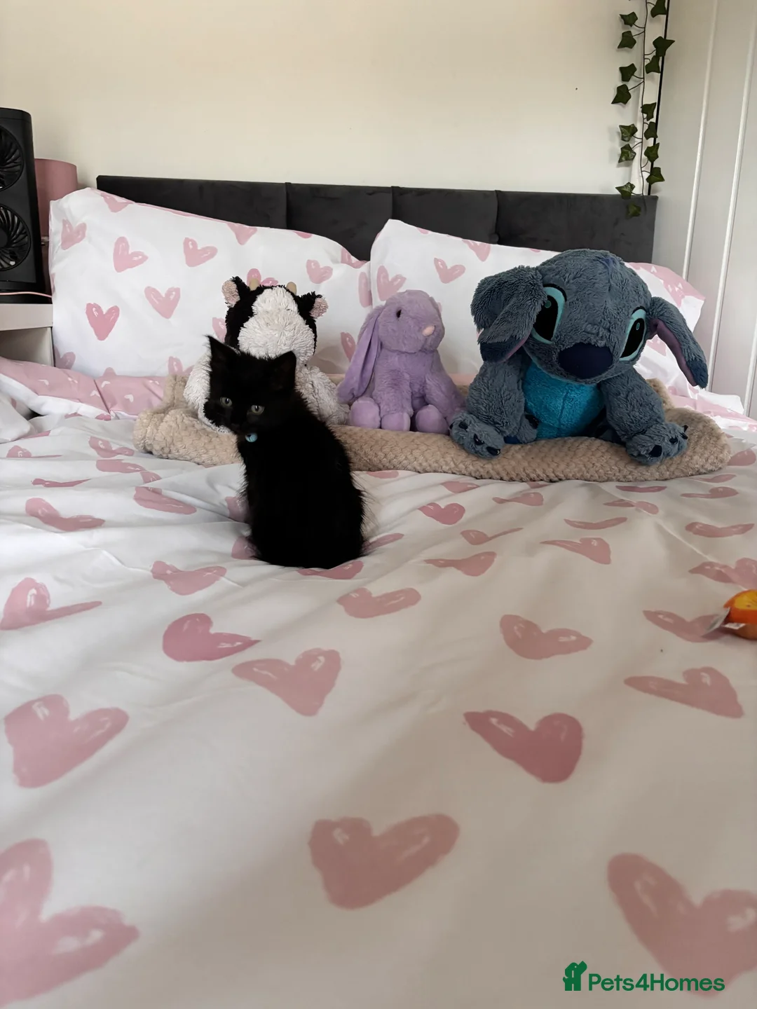 Mixed Breed cats for sale: Male Kitten, Oreo - Advert 7