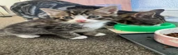 Mixed Breed cats for sale: Kittens  in Lytham Saint Annes - Advert 2