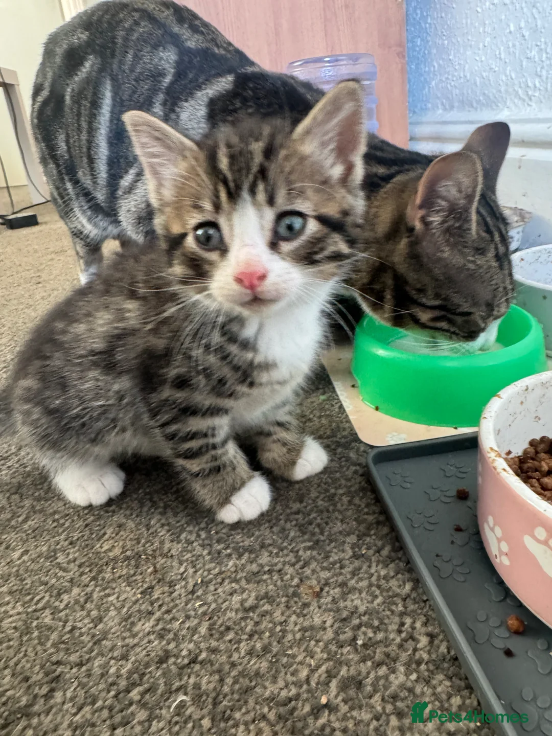 Mixed Breed cats for sale: Kittens  in Lytham Saint Annes - Advert 2