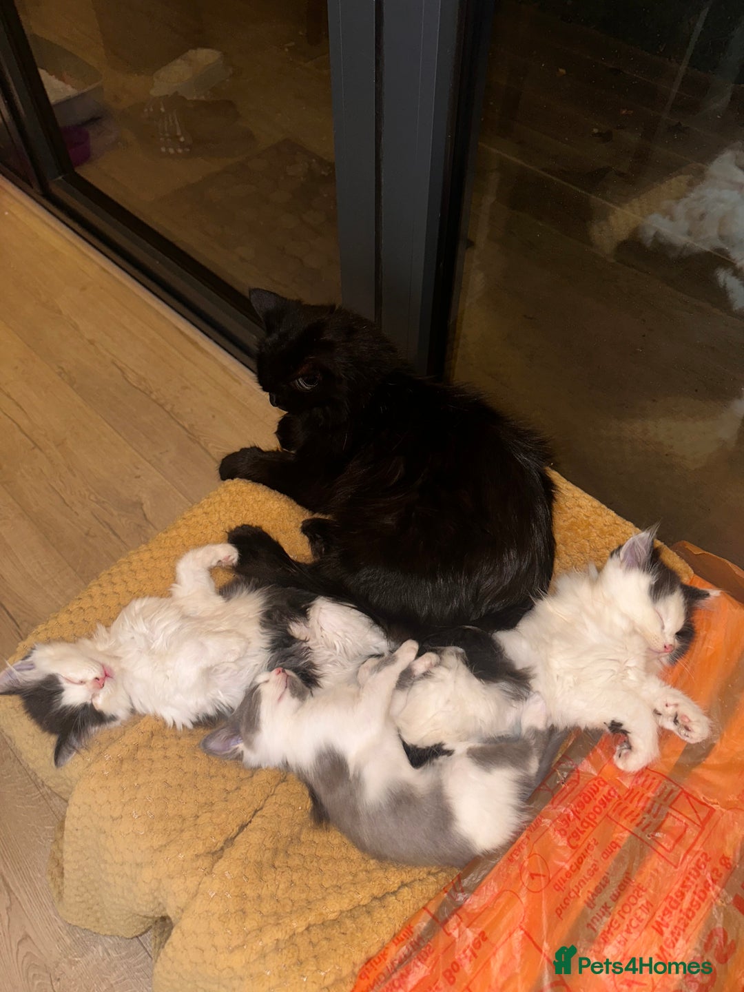 Mixed Breed cats for sale: 2 girls and 1 boy is available for re homing  - Advert 2