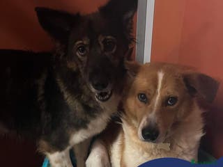 Mixed Breed dogs Meet Dixie and Kiara, currently in Cheshire in Barry - Advert 21