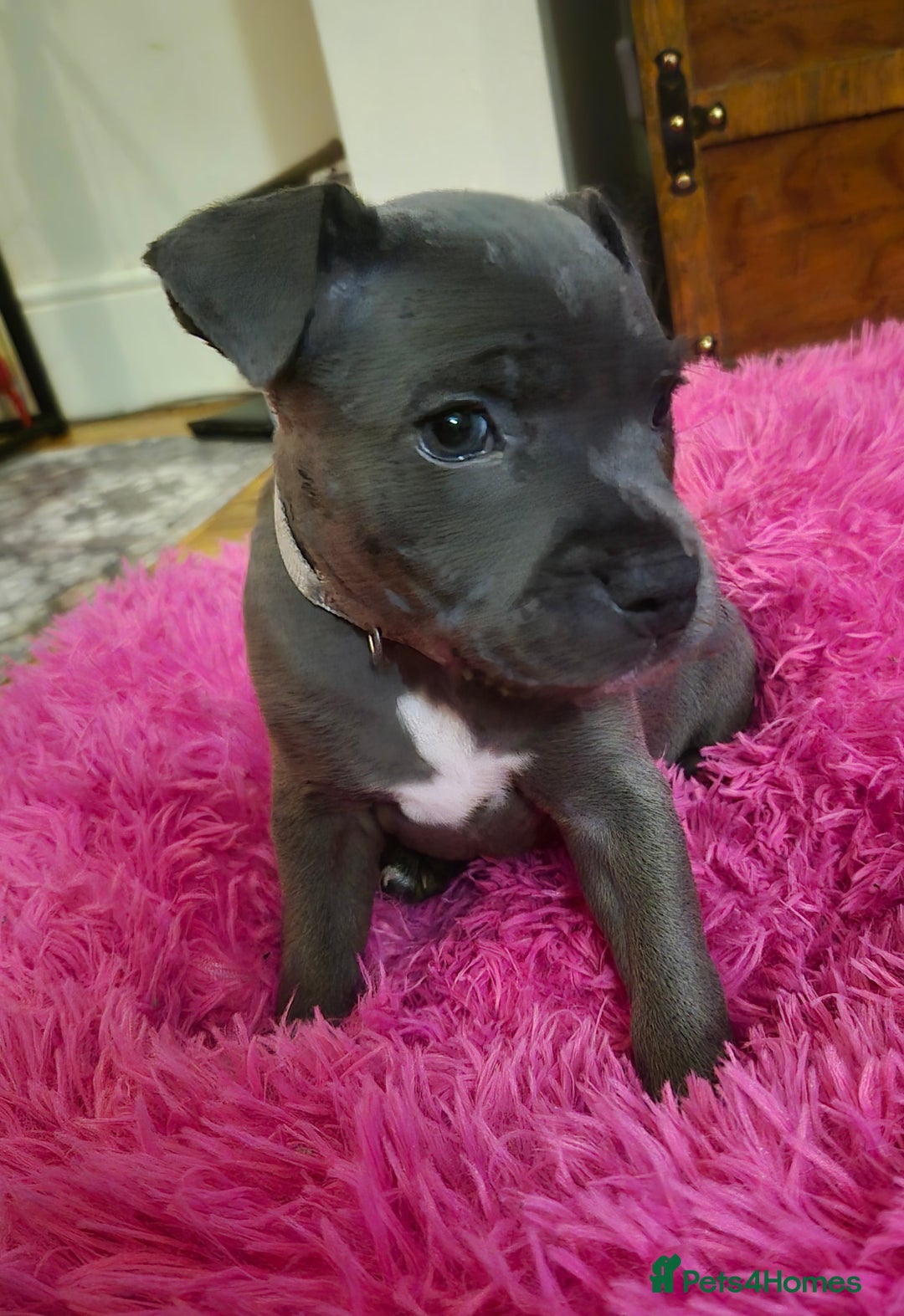 Staffordshire Bull Terrier dogs for sale: ❤️❤️ Ready for forever home ❤️❤️ - Advert 10