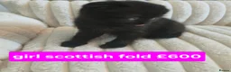 Scottish Fold cats for sale: Scottish Fold kittens for sale - Advert 5