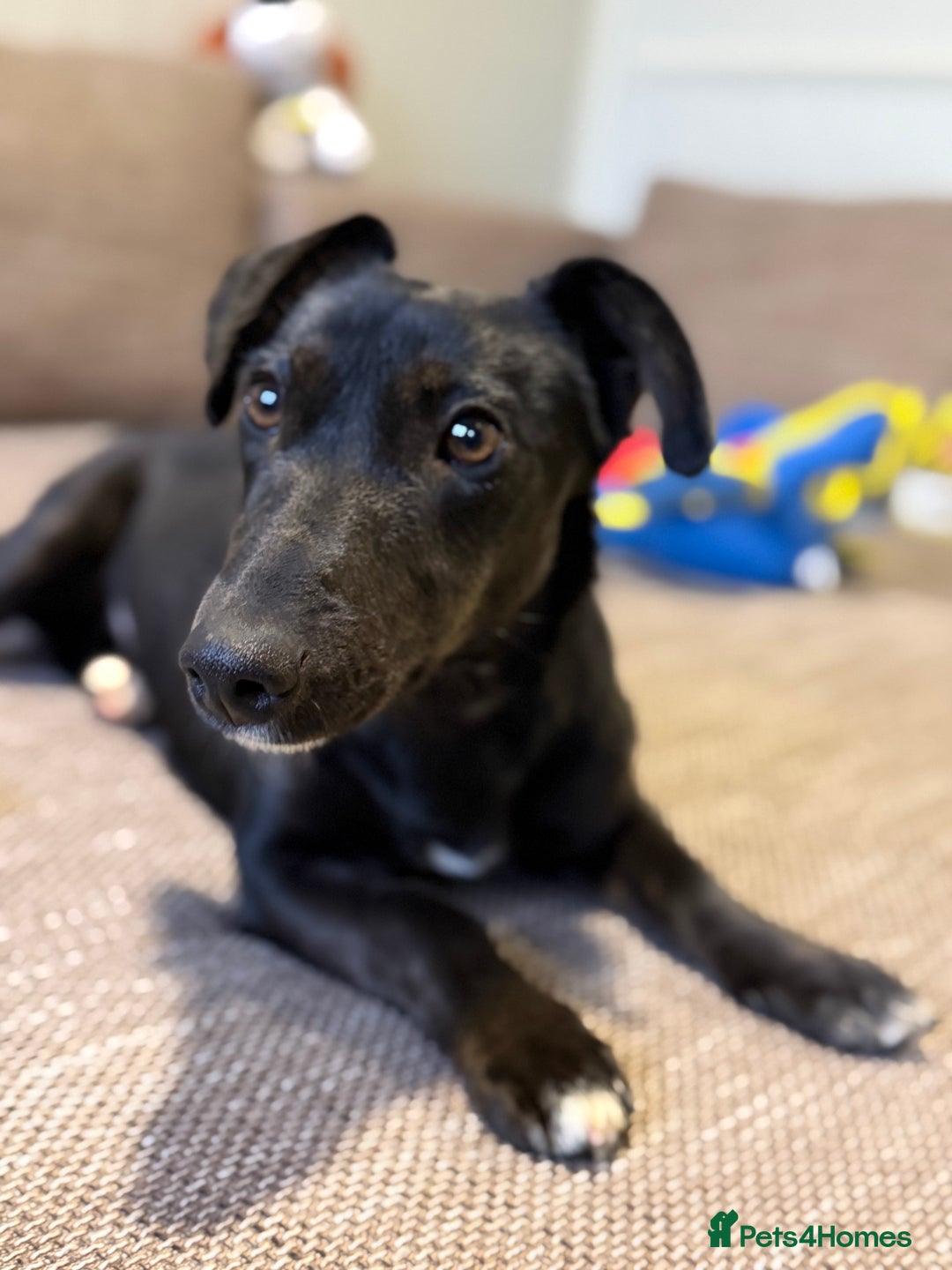 Dachshund dogs for adoption: Cute Lolita looking for LOVE  - Advert 16