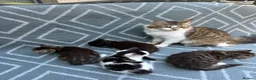 Mixed Breed cats for sale: 4 Beautiful Kittens Ready for Loving Homes in London - Advert 6