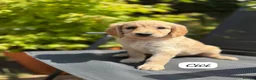 Goldendoodle dogs for sale: Beautiful Goldendoodle Puppies ready next week - Advert 18