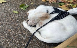 Mixed Breed dogs for adoption: Roo (Spaniel/Setter mix) - Image 25