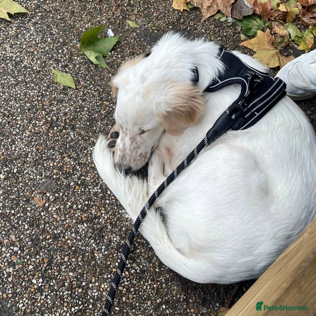 Mixed Breed dogs for adoption: Roo (Spaniel/Setter mix) - Image 25