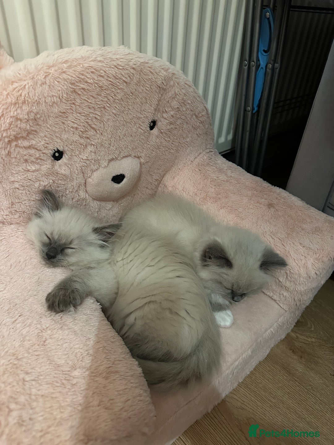 Ragdoll cats for sale: 2 PURE BRED CHAMPION LINE RAGDOLLS READY NOW - Advert 10