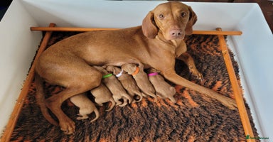 Hungarian Vizsla dogs - Advert 15