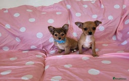 Chorkie dogs for sale: Yorkshire terrier x chihuahua (chorkie) - Image 4